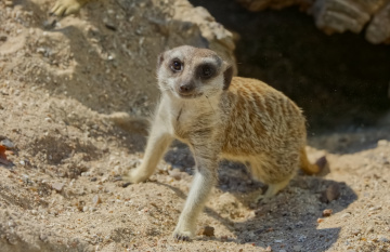 Copenhagen Zoo - 2024