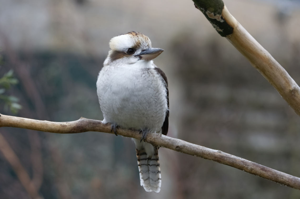 Copenhagen Zoo.