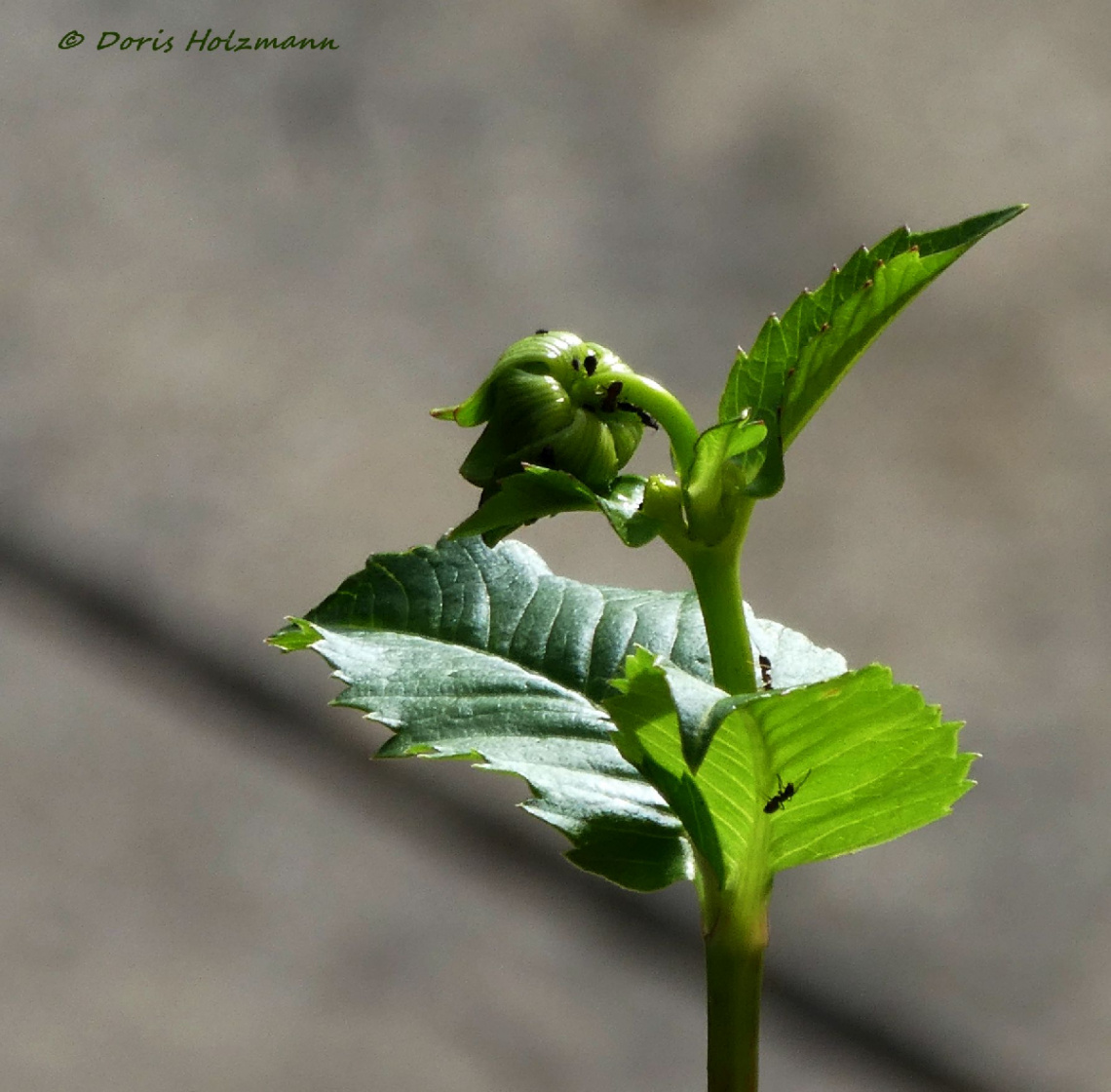 Dahlia bud