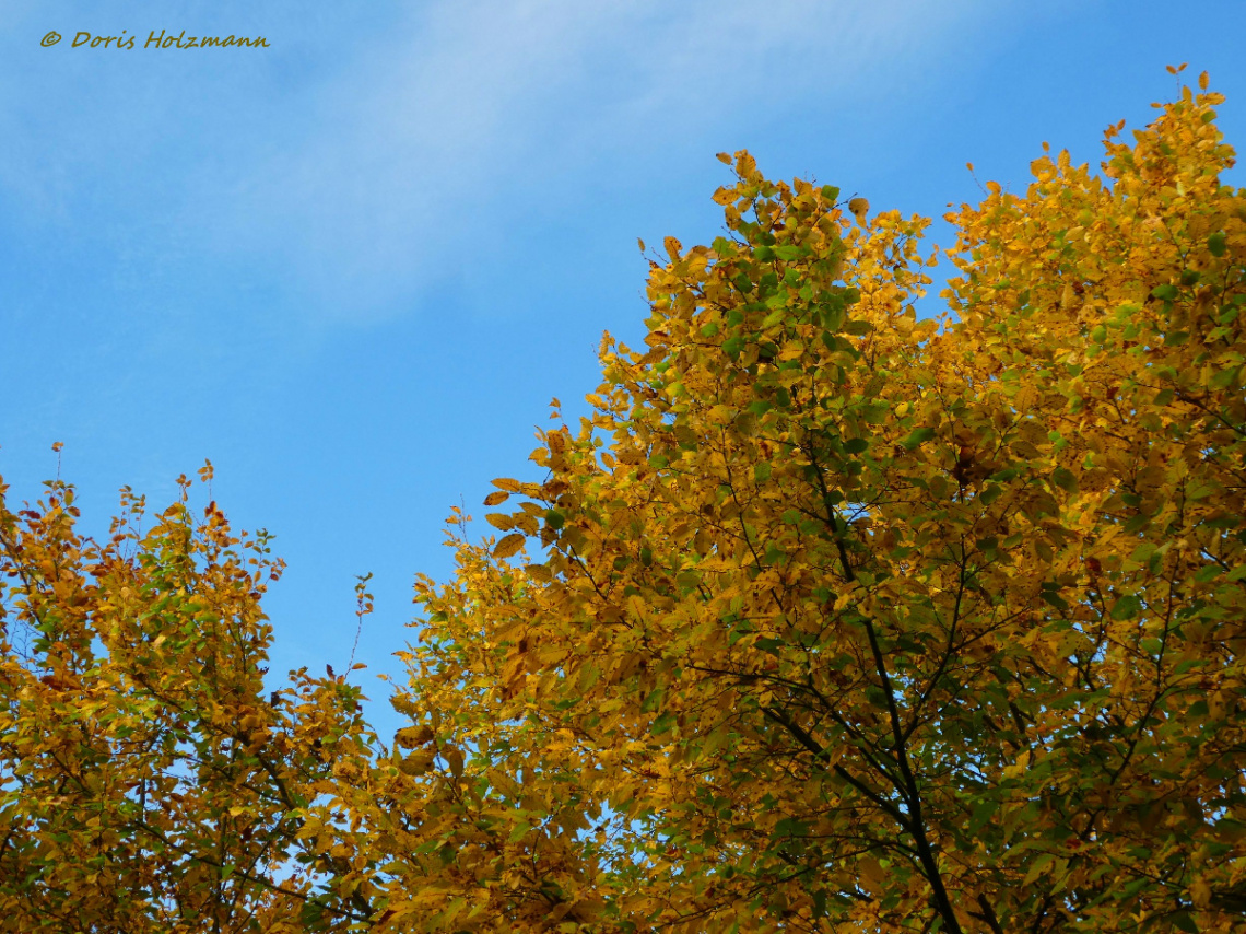 Autumn in Karlsruhe / Germany