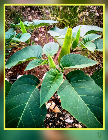 Datura plant 