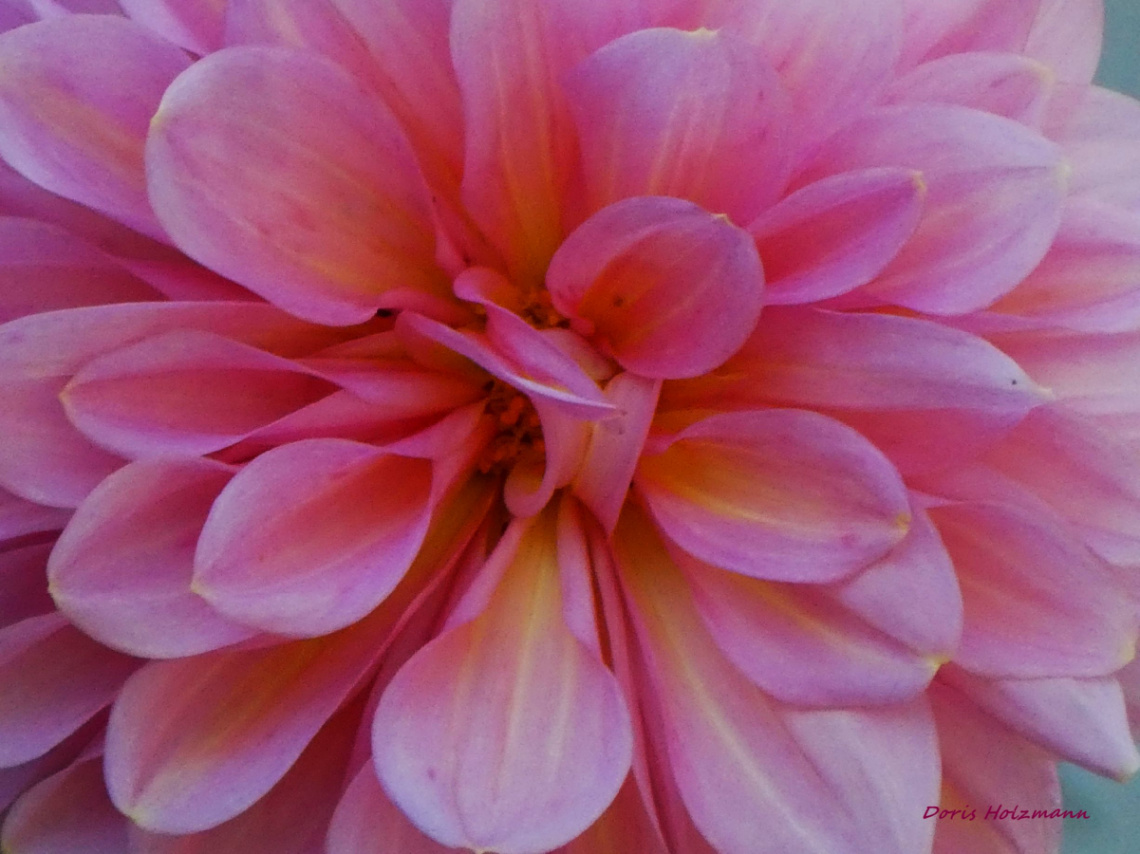 Dahlia