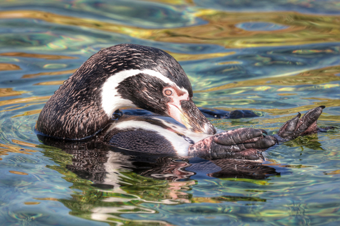 Penguin - Copenhagen Zoo 2024…