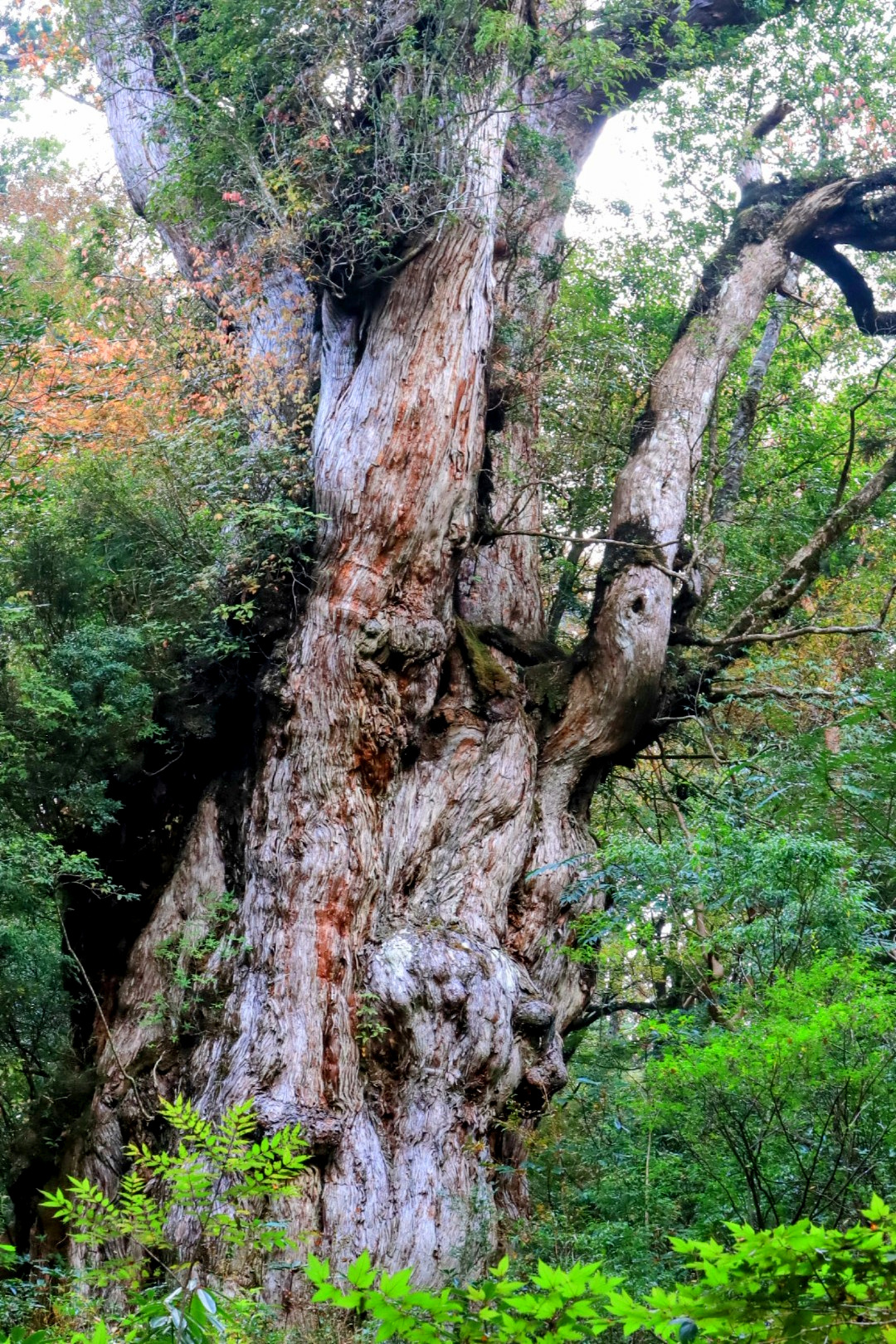 Cedar thousand years old