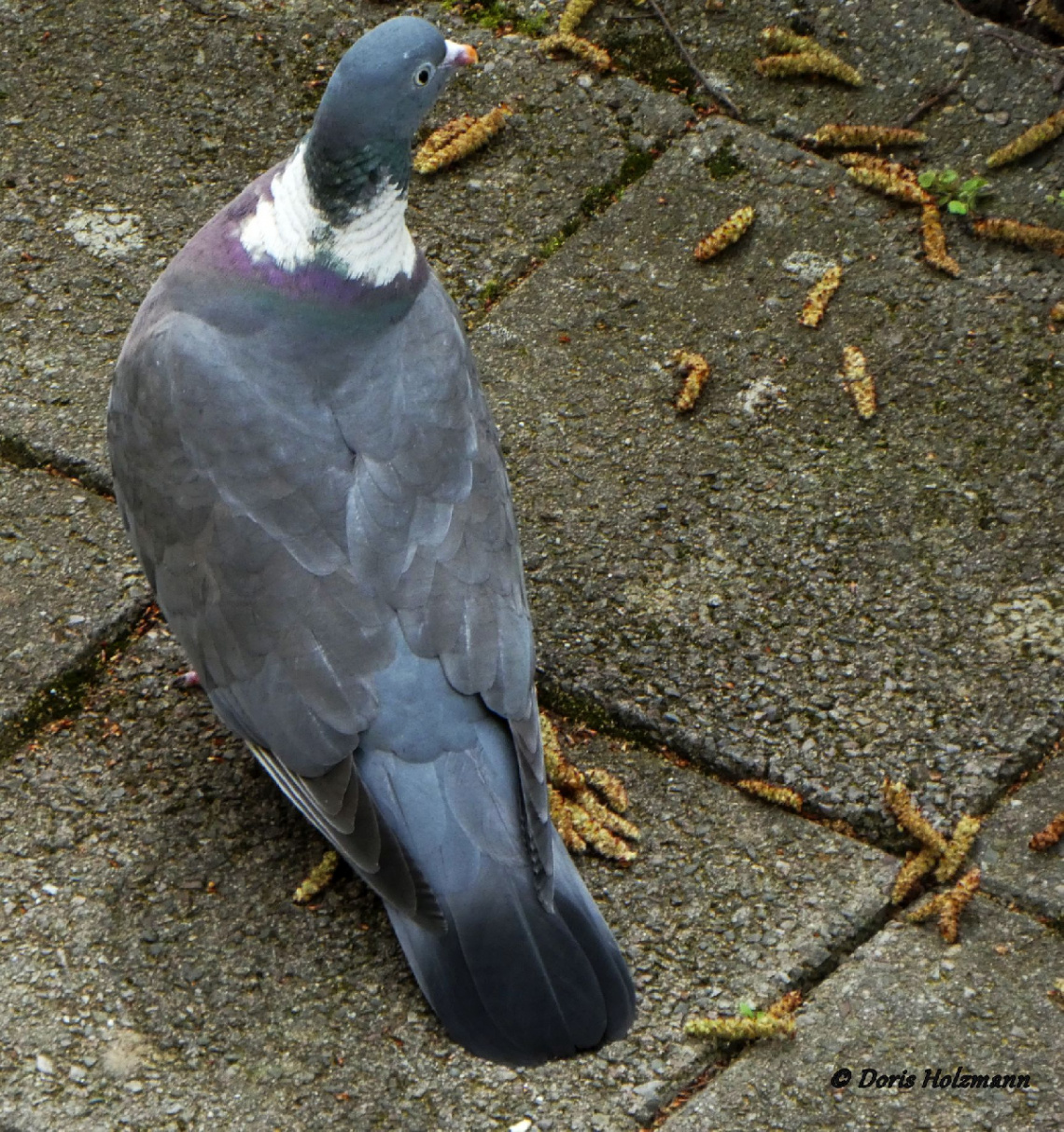 Pigeon