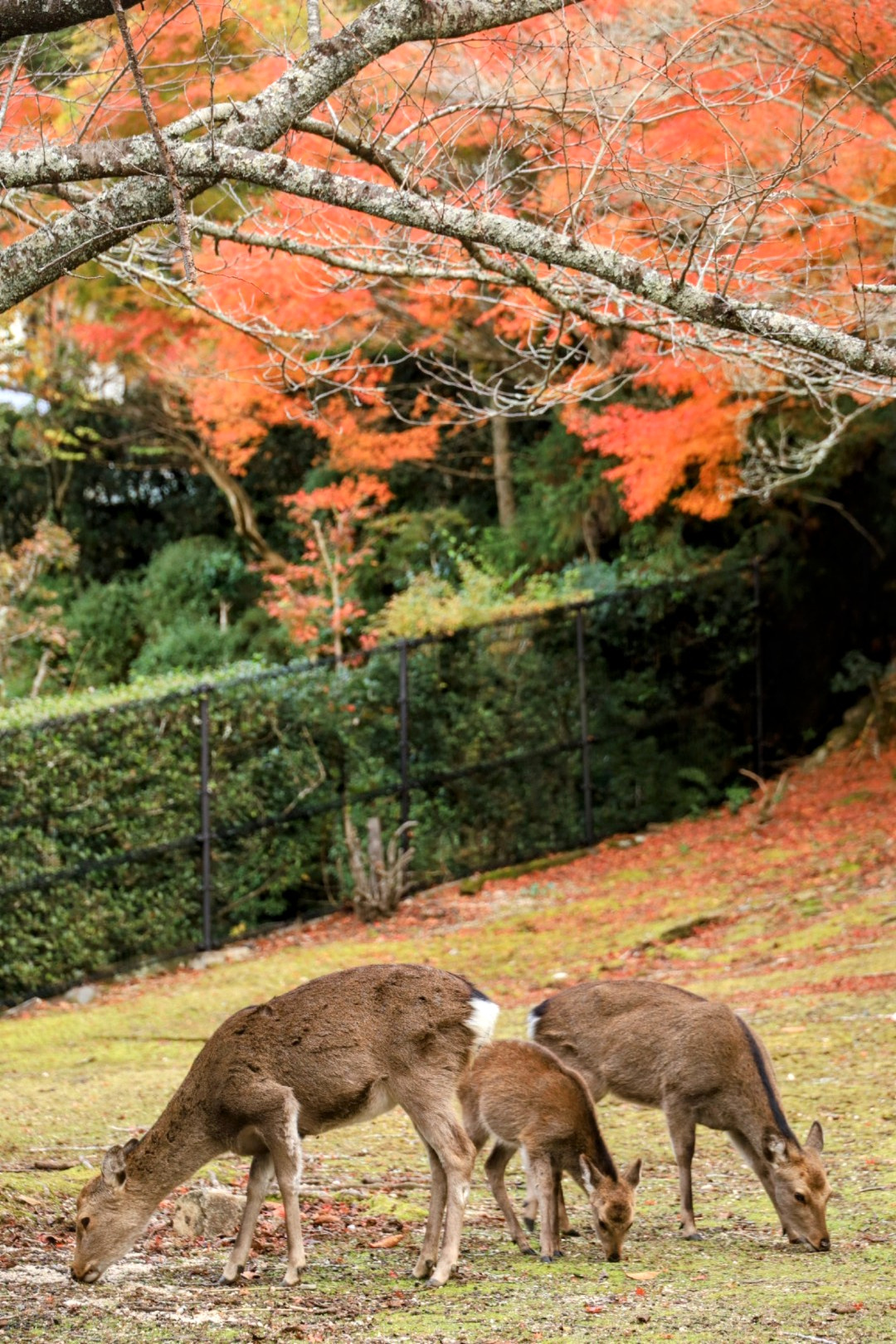 Deer family