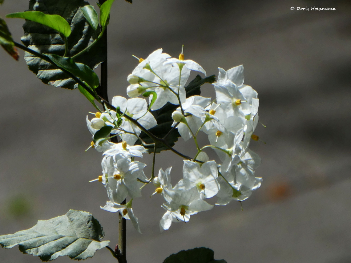 blossoms