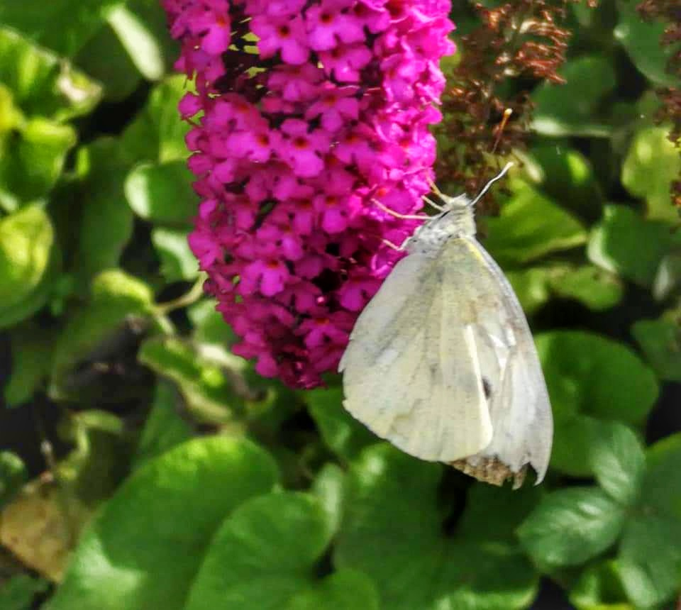 WHITE BUTTERFLY 