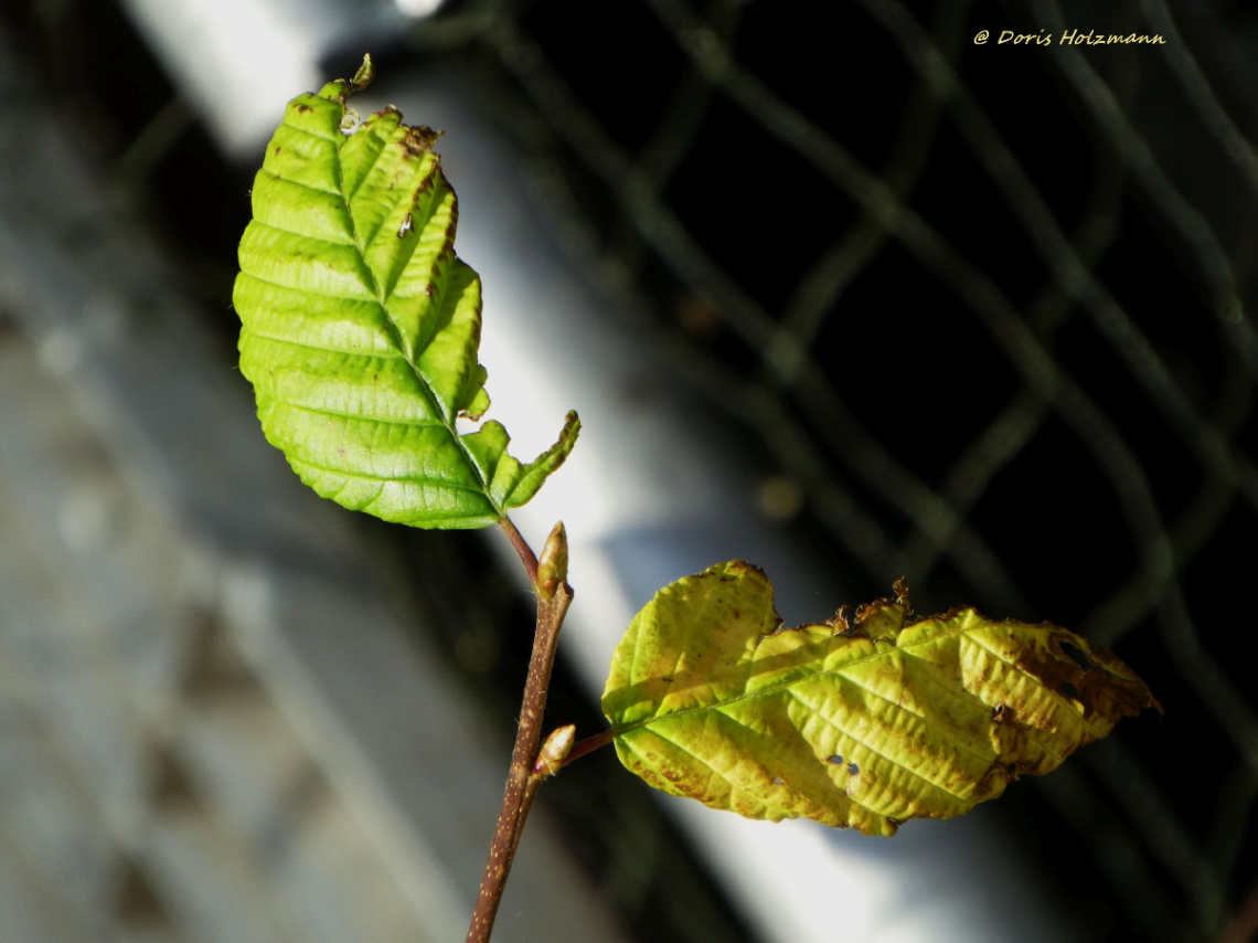 Leaves