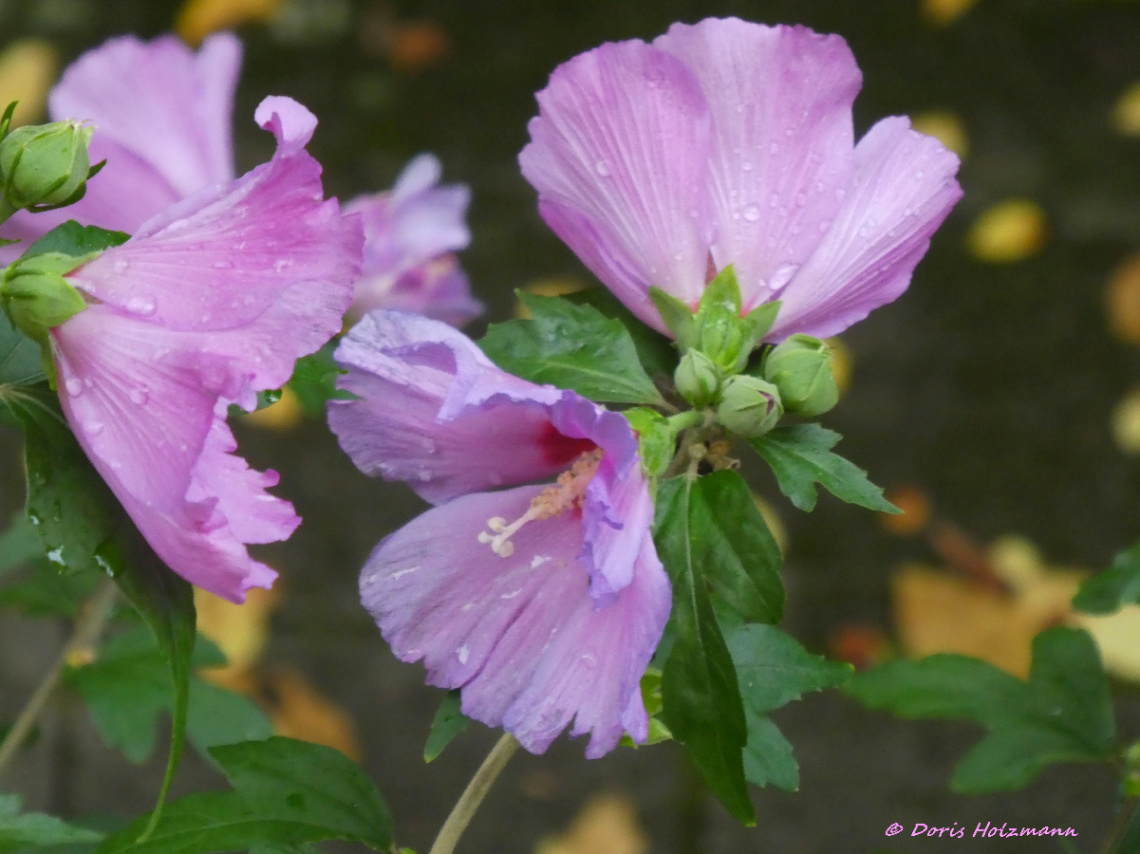 Hibiscus