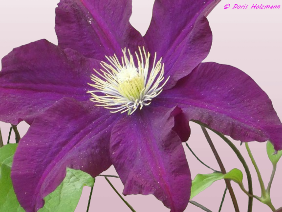 Clematis