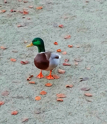 COLORFUL DUCK