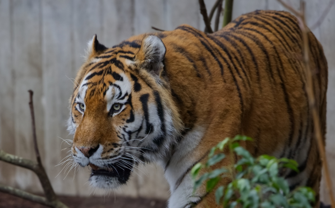 Amur Tiger - Copenhagen Zoo 2024.