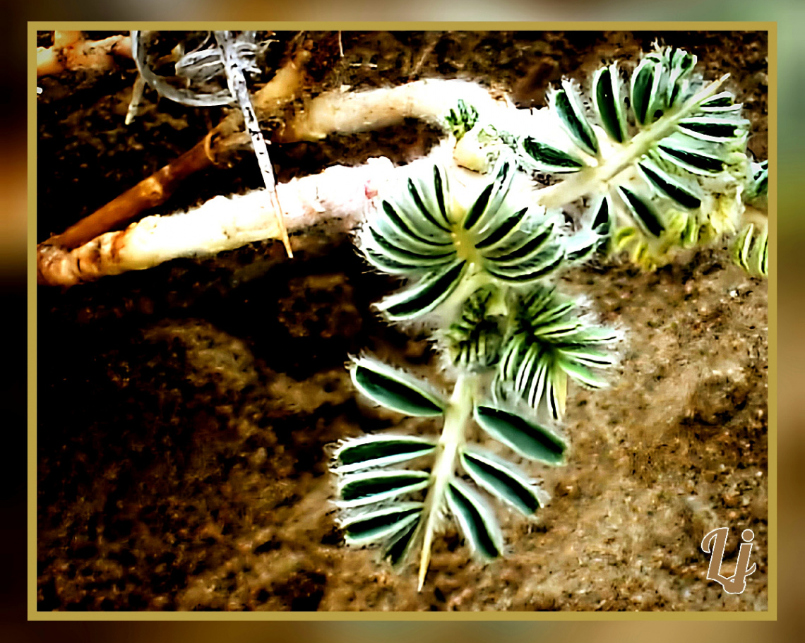 Wild flora of Chiltan Valley Quetta ⚜⚜