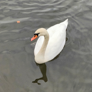 SWAN