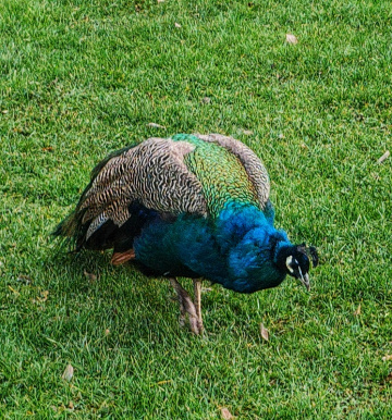 COLORFUL PEACOCK 