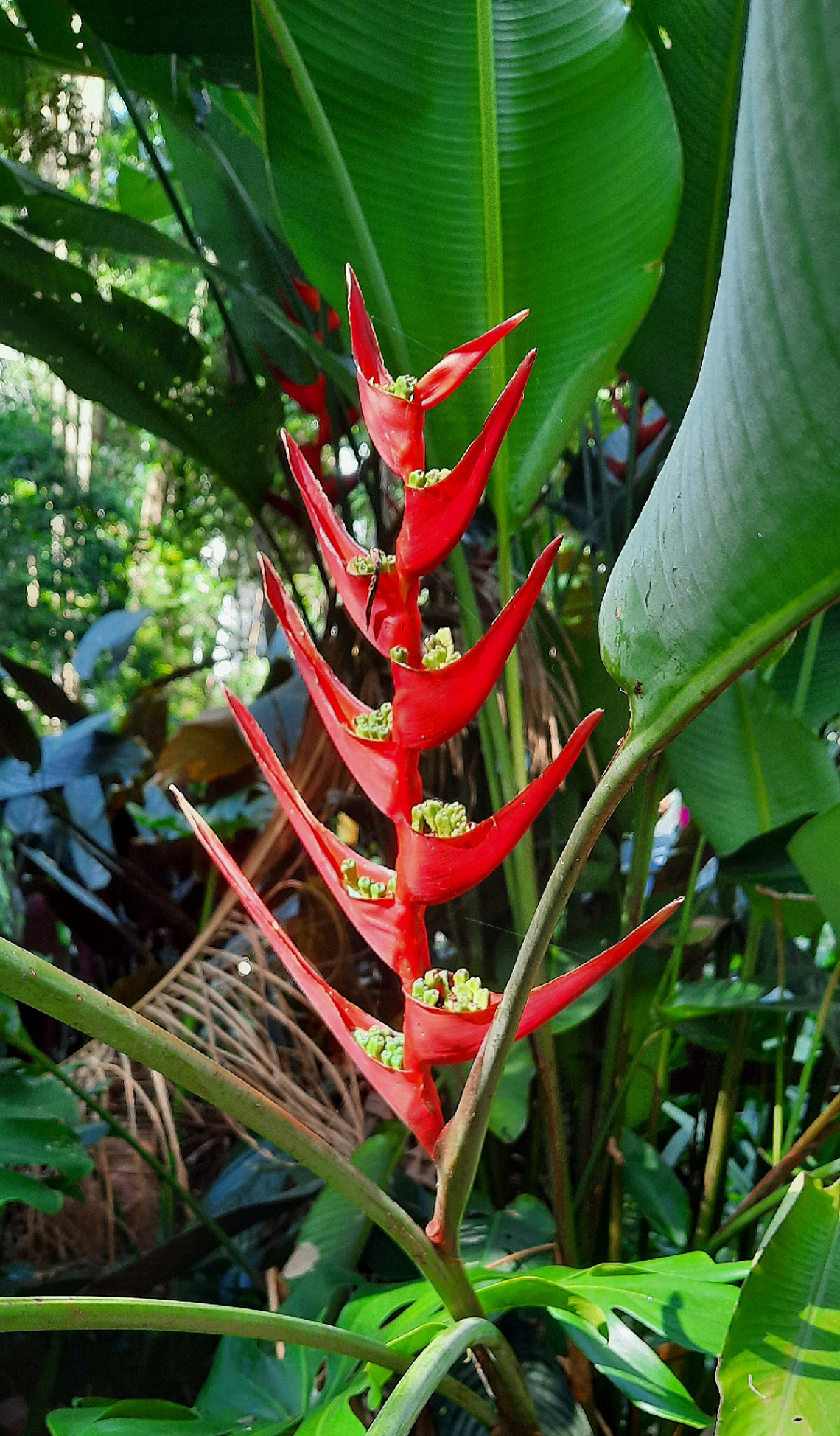 Tropical Flower