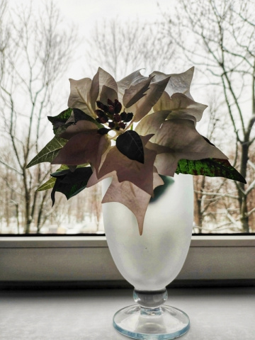 WINTER POINSETTIA 