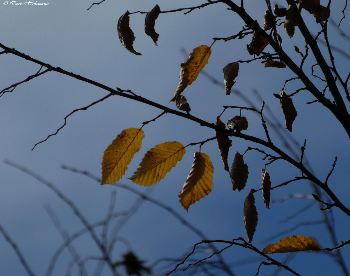 Leaves