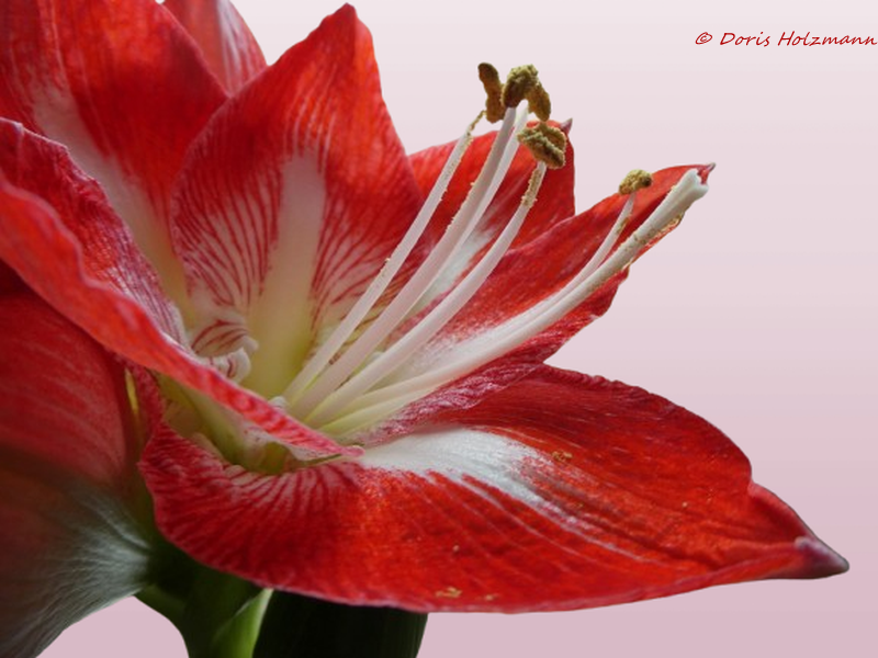 Amaryllis