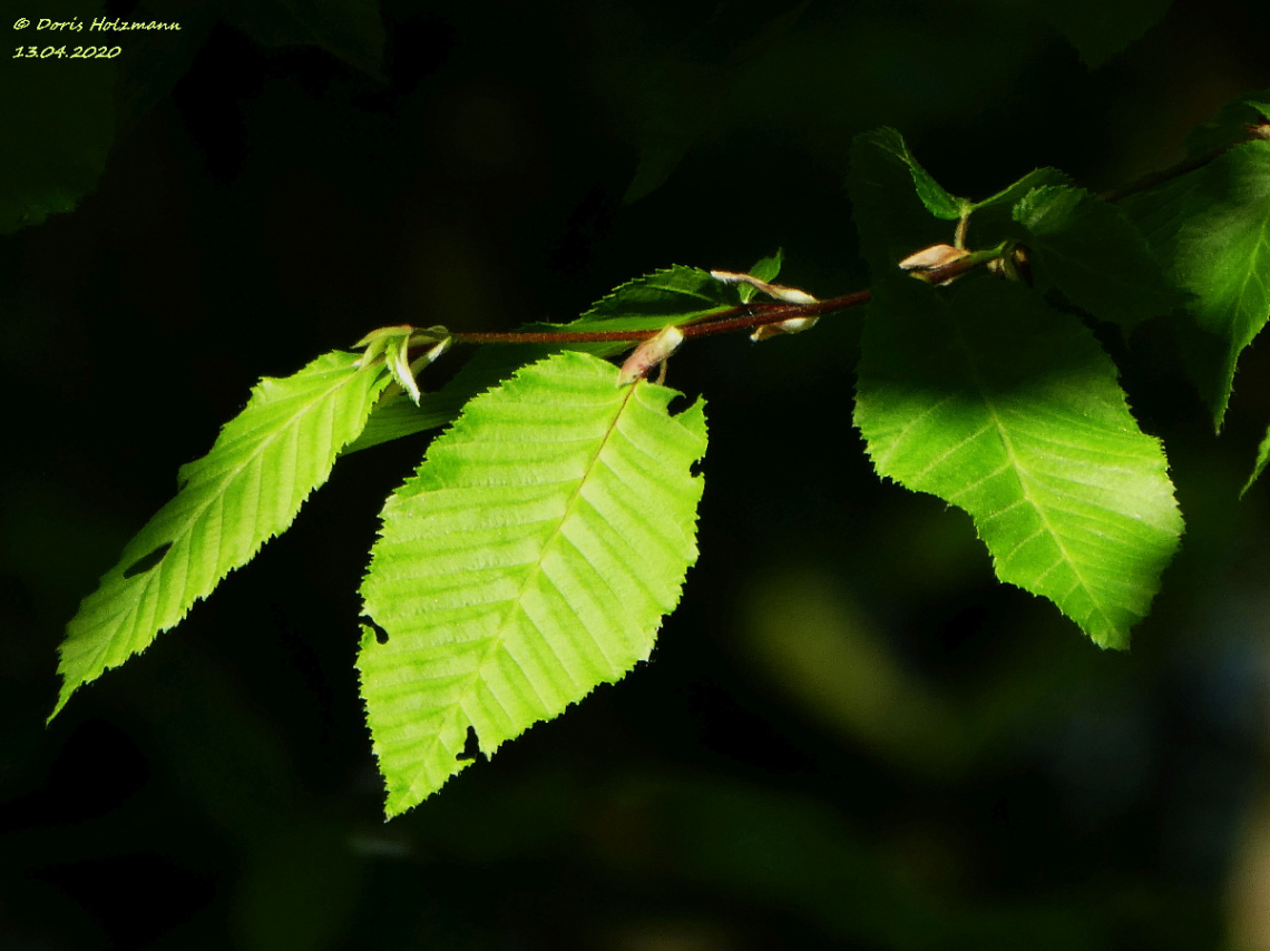 Leaves