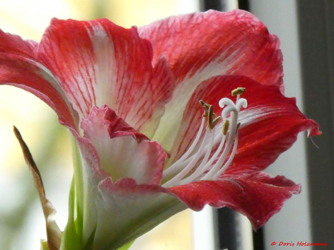 Amaryllis