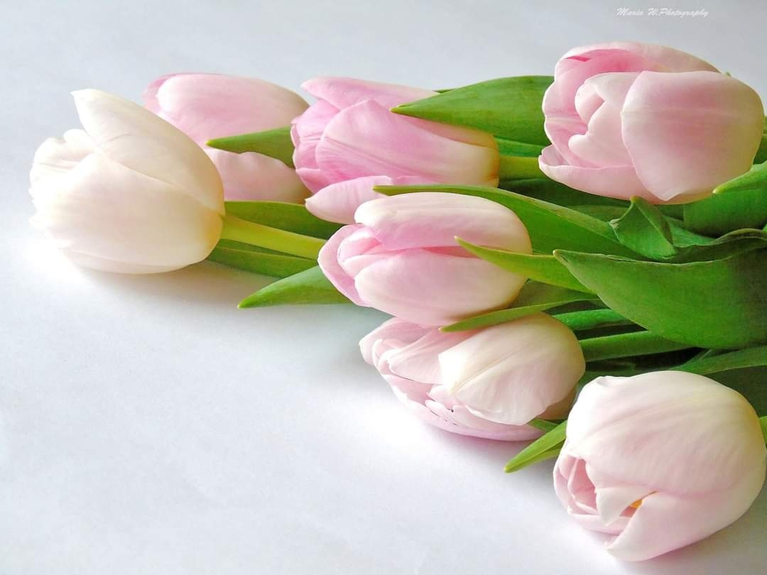 LIGHT PINK TULIPS