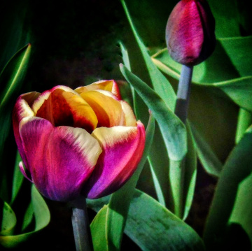 COLOURFUL TULIPS