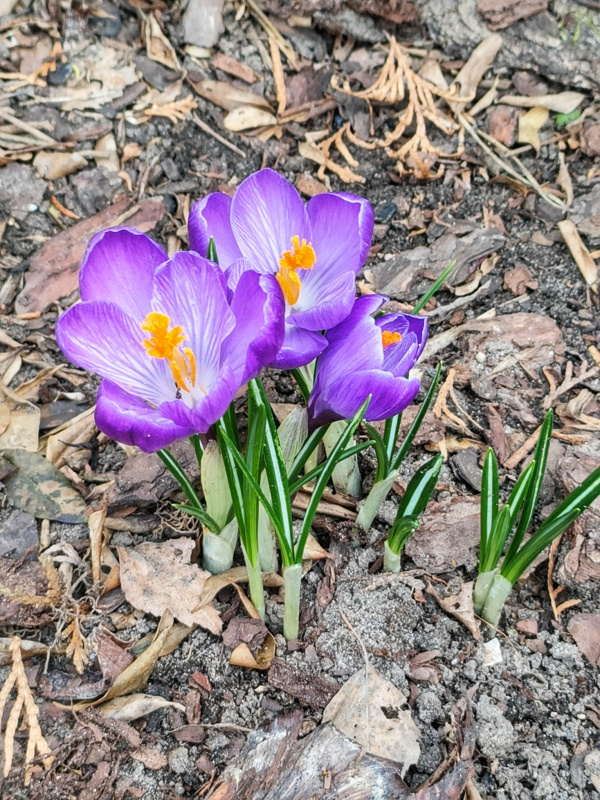 CROCUSES-SPRING FLOWERS