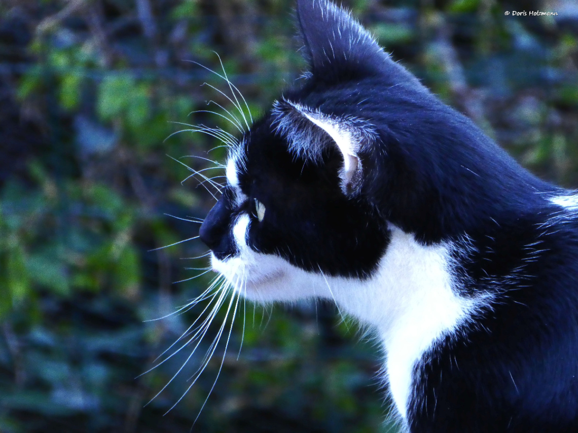 Neighbour's cat 