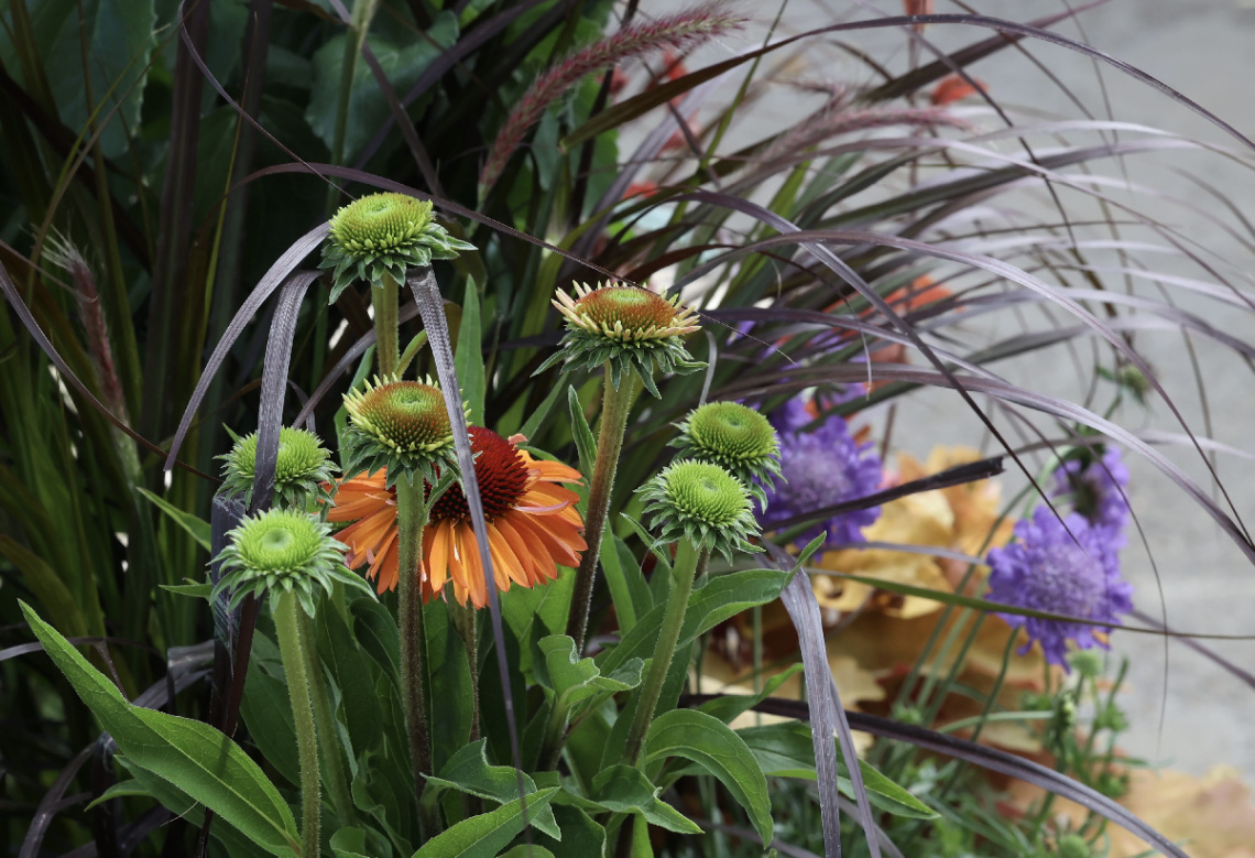 Flowers In Tivoli.