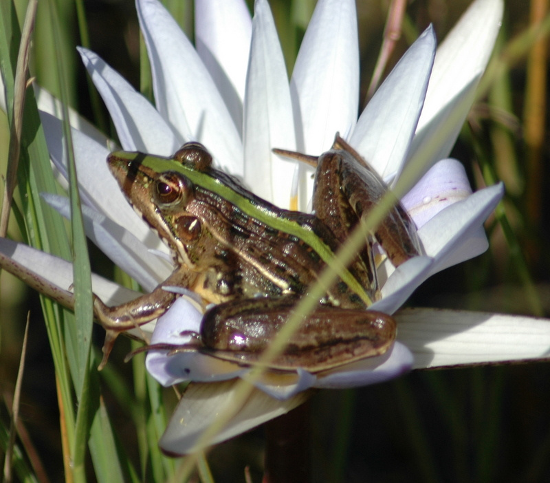 a bouquet of a frog