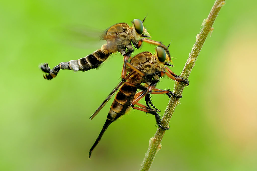 ROBBER FLY