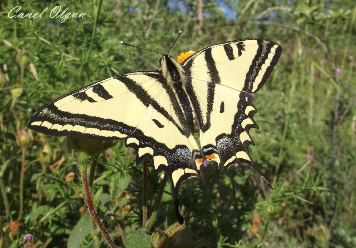  Kırlangıçkuyruk / Papilio machaon