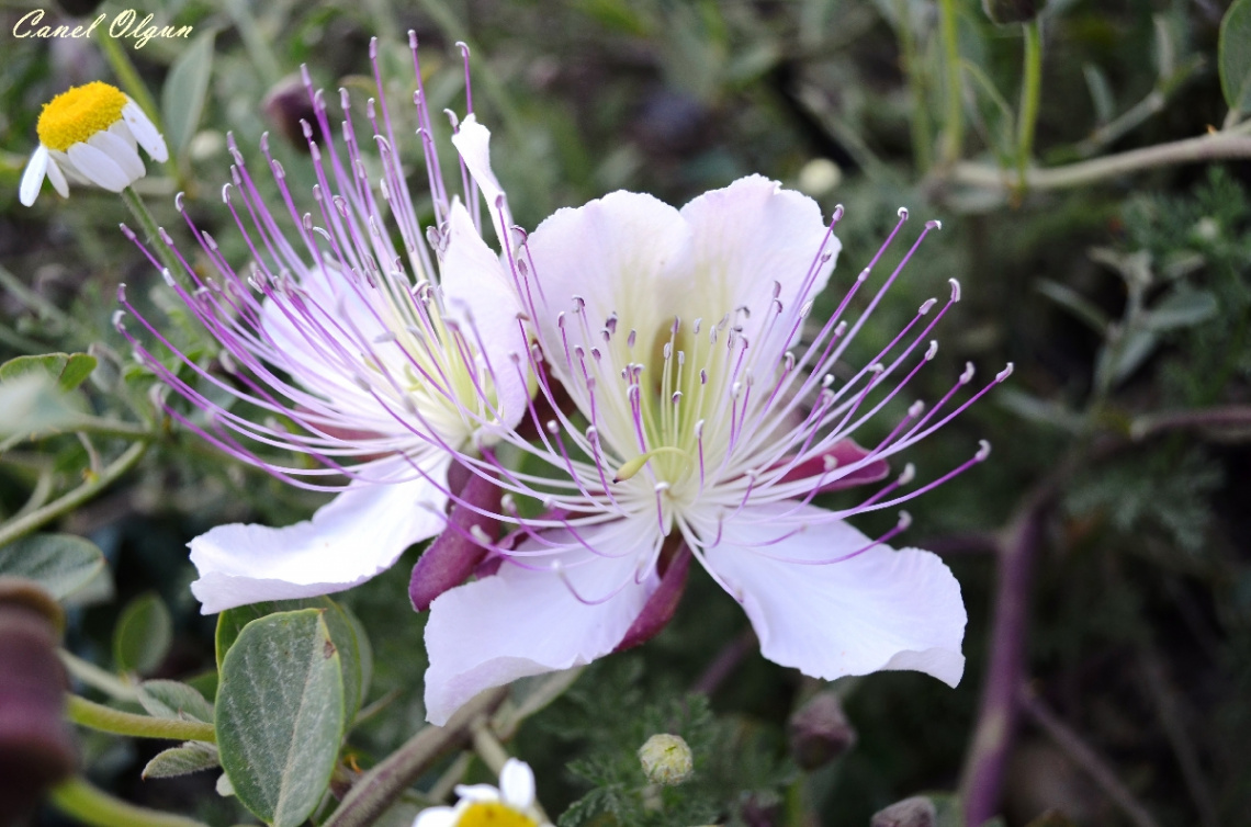 KAPARİ Gebre otu (Capparis spinosa)