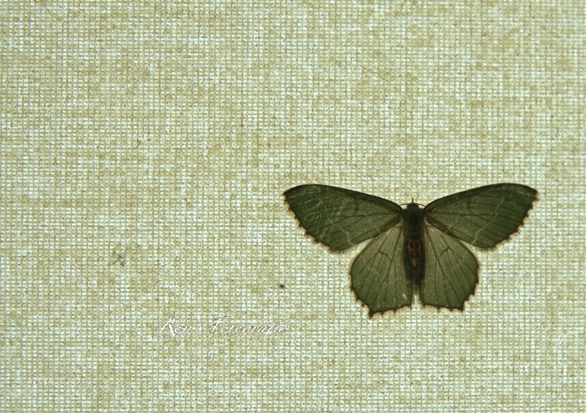 A butterfly on the curtain