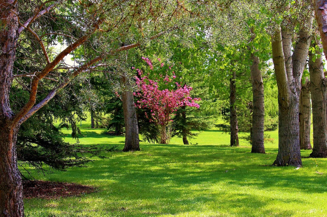 Beautiful Park in Spring