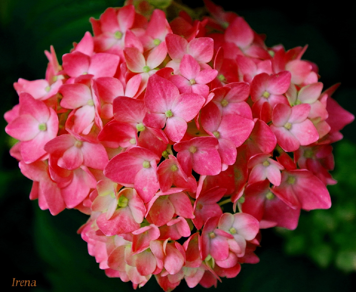 hydrangea