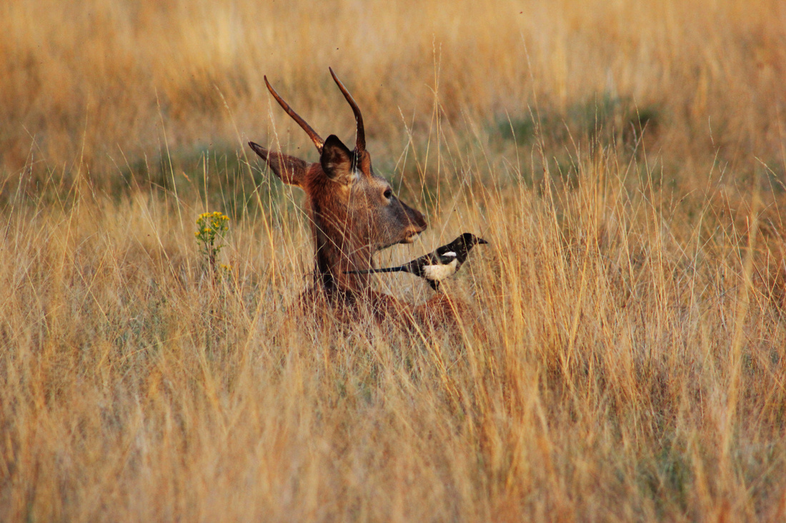 Young Deer with a  Magpie