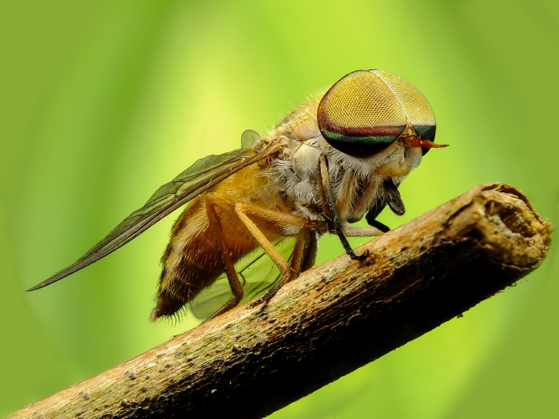 horsefly, mutuca (Tabanus occidentalis, 