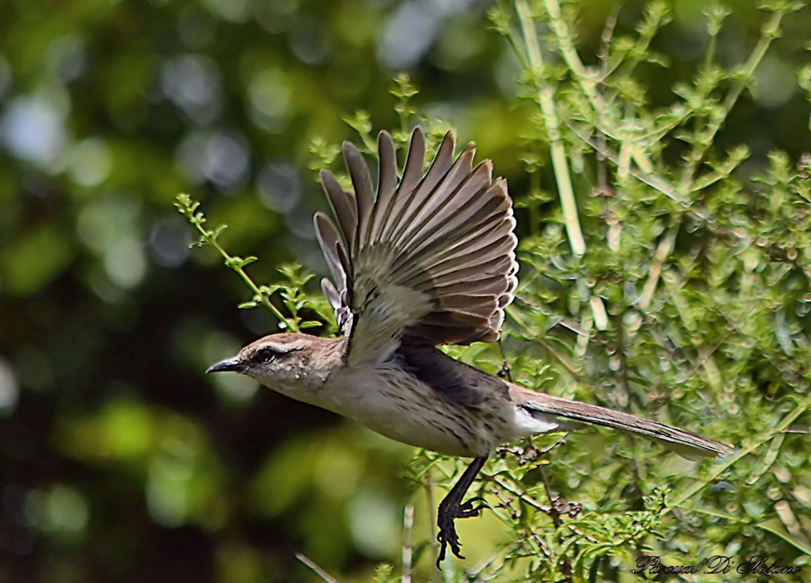 Mimus Saturninus