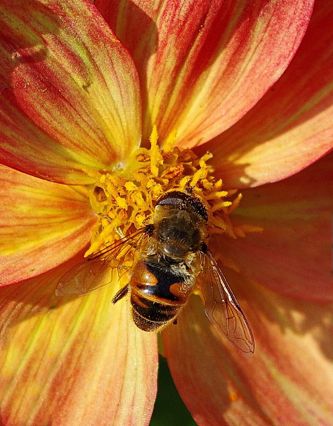 busy bee