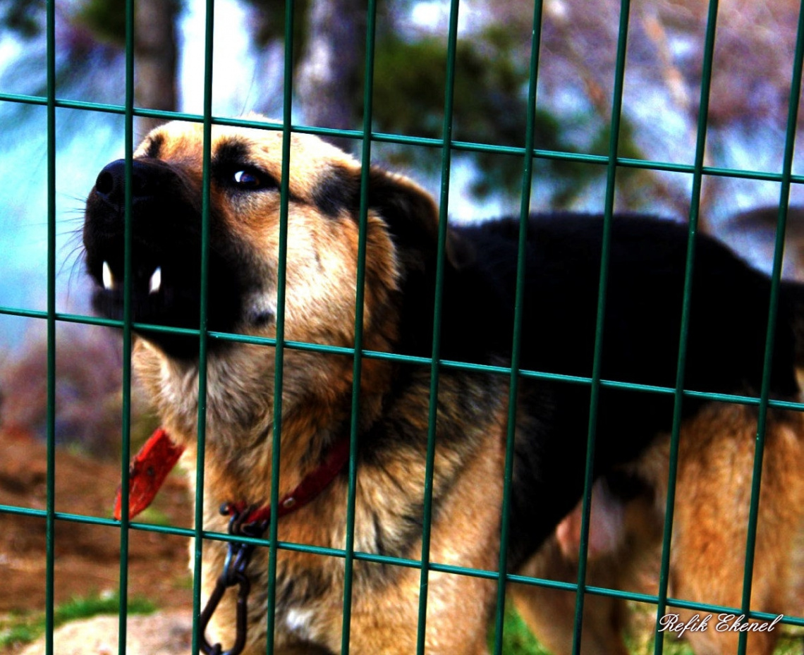 Hırçın Köpek