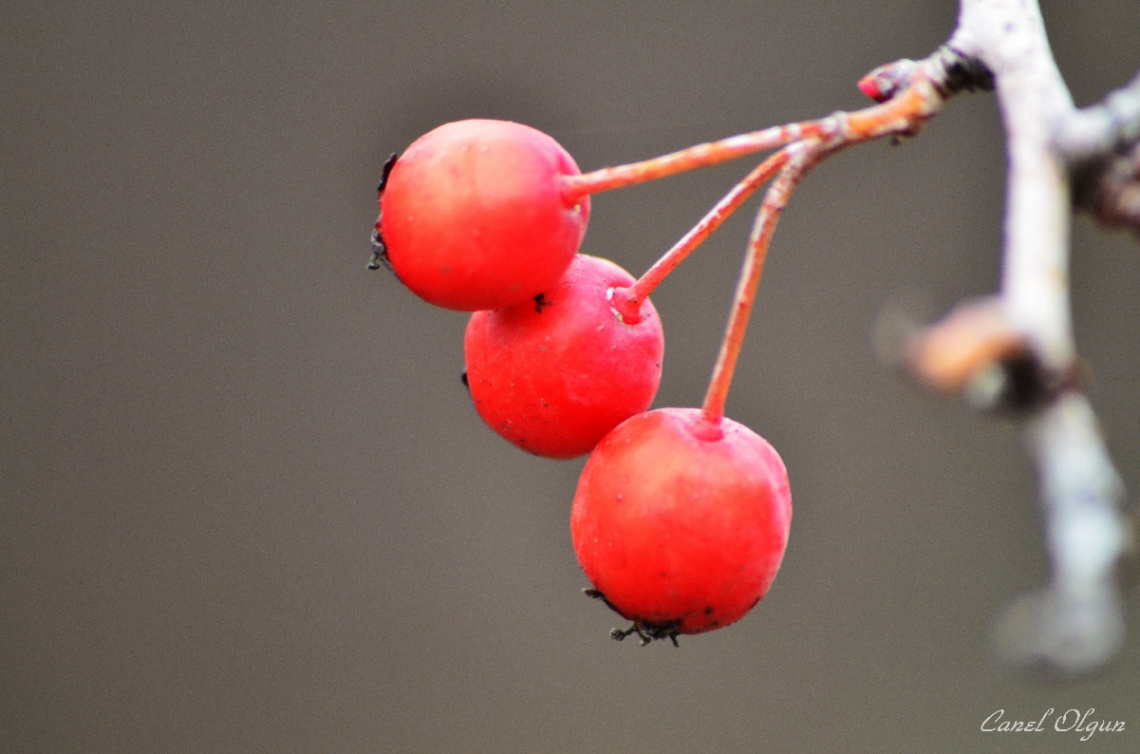 YEMİŞEN (Alıç, Crataegus monogyna)     