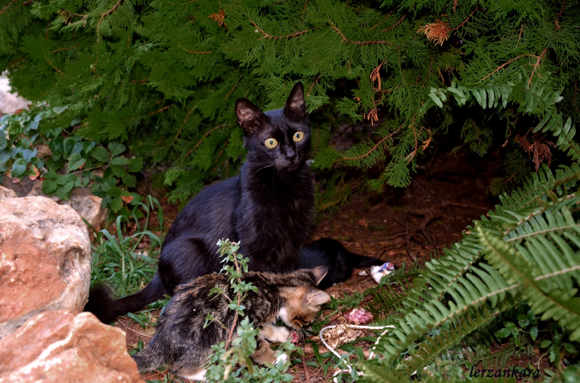 yavruları yemek yiyen anne kedi