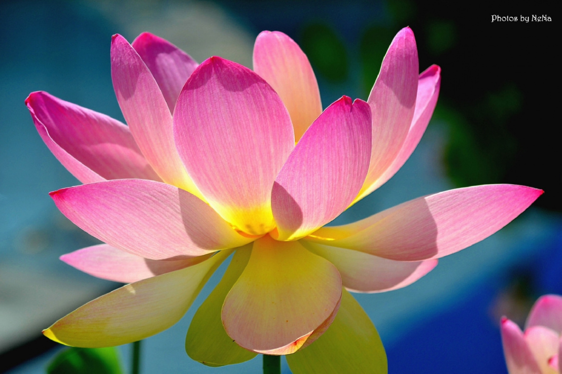 lotus flower