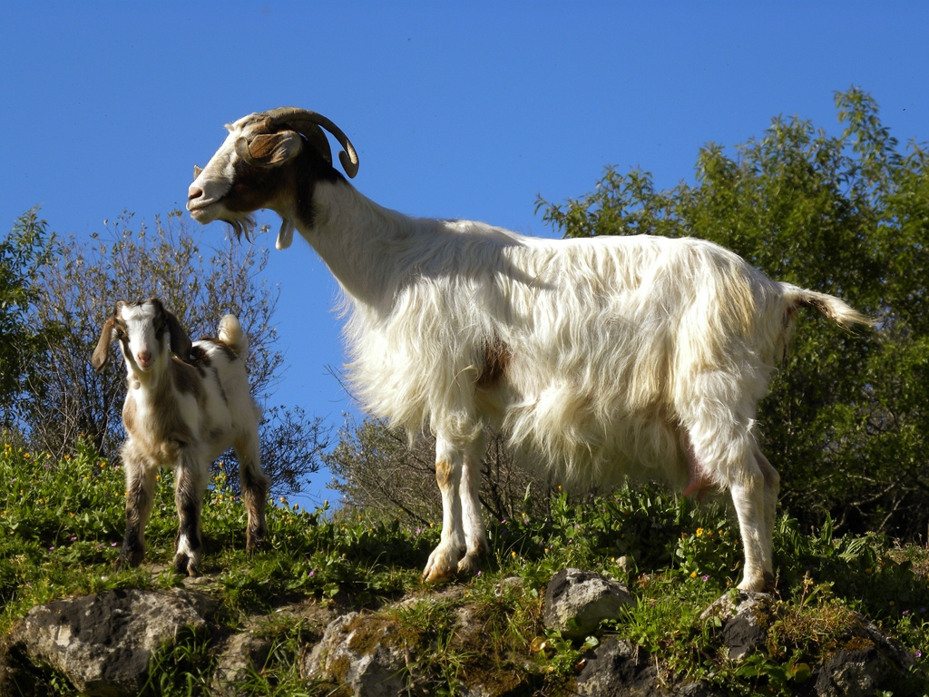 Beautiful Goats