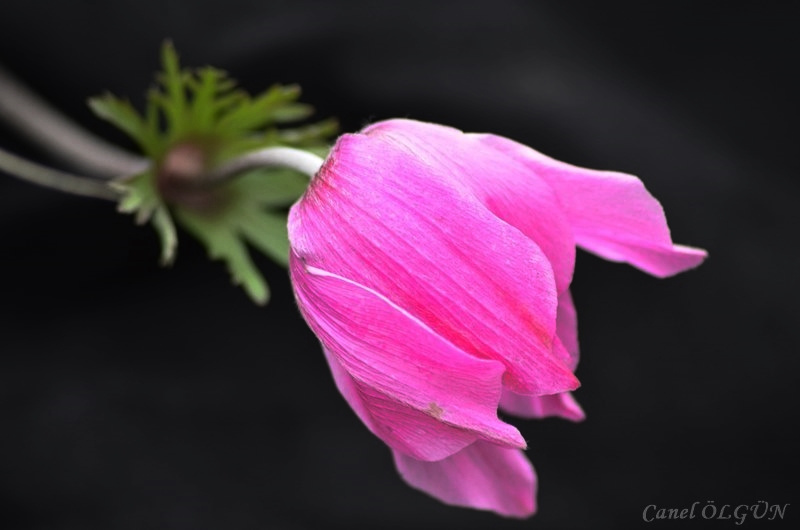 Taçlı dağ lalesi (Anemone coronaria)