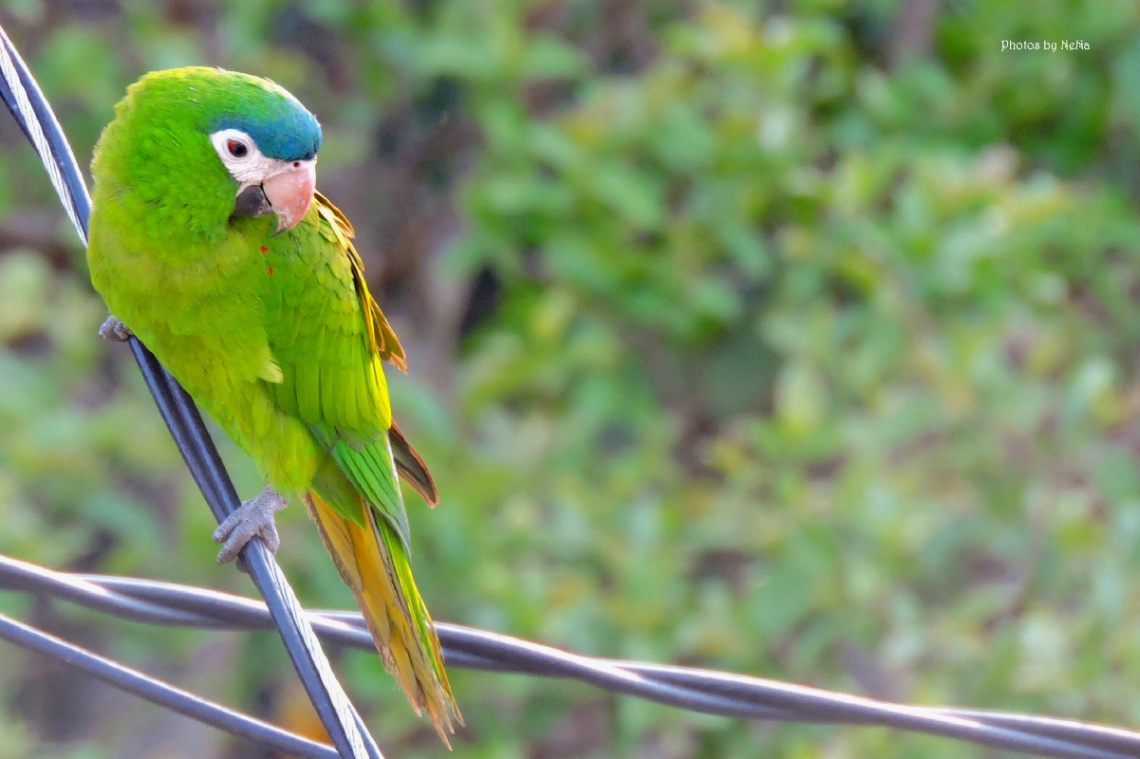 Periquito Maracanã 