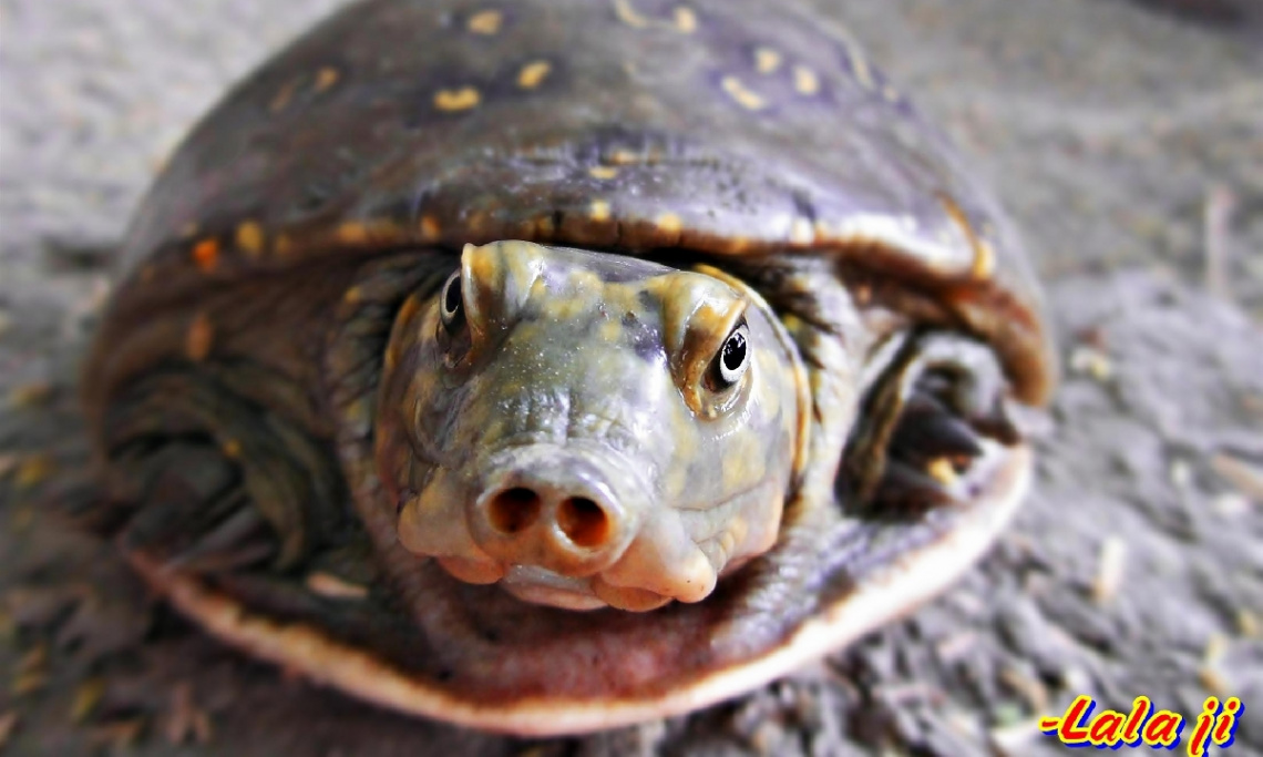 'Indian Pond Turtle'